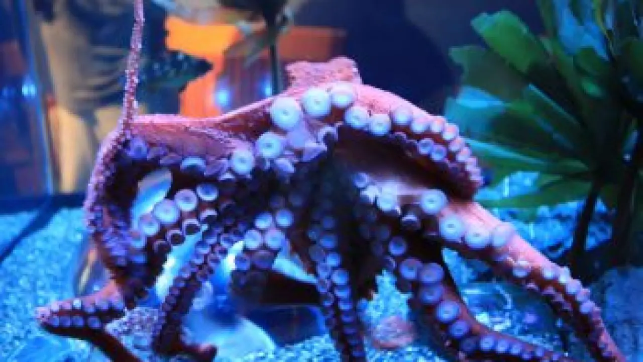 Octopus Habitat For Kids | Kids Matttroy