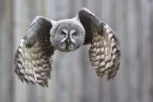Great gray owl