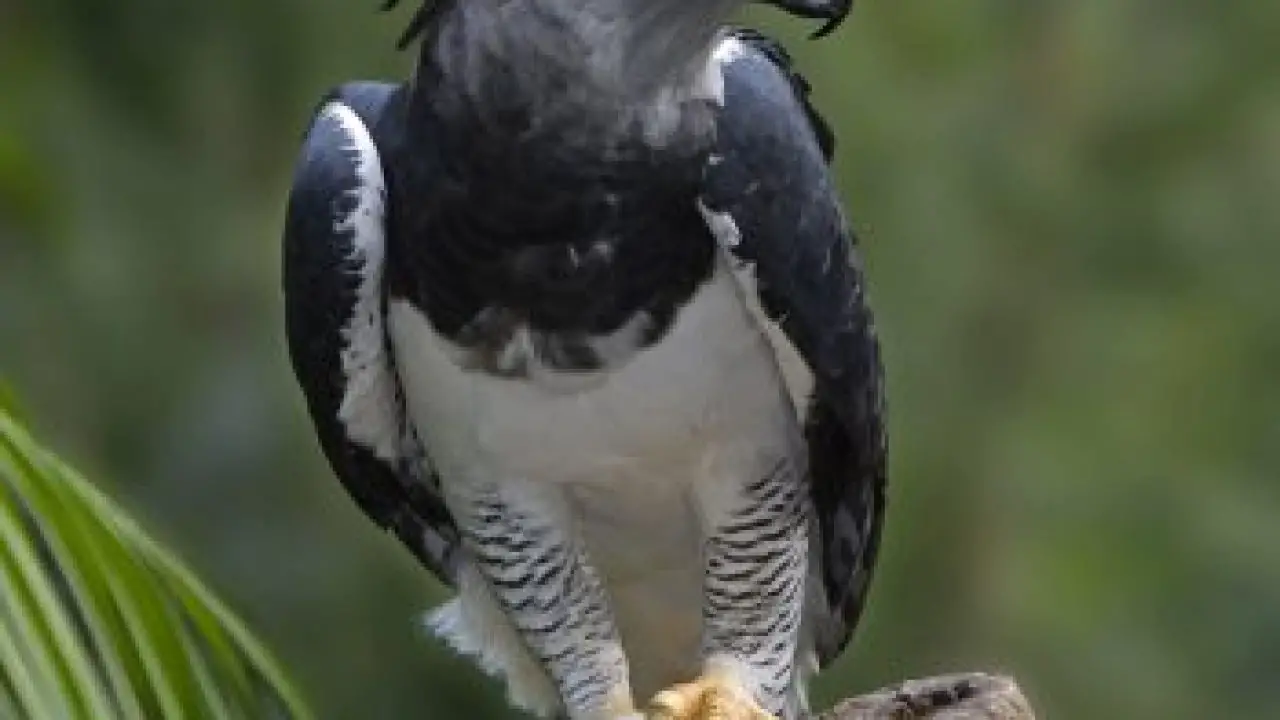 Harpy Eagle Facts Harpy Eagle Fun Facts For Kids