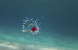 Immortal Jellyfish Facts