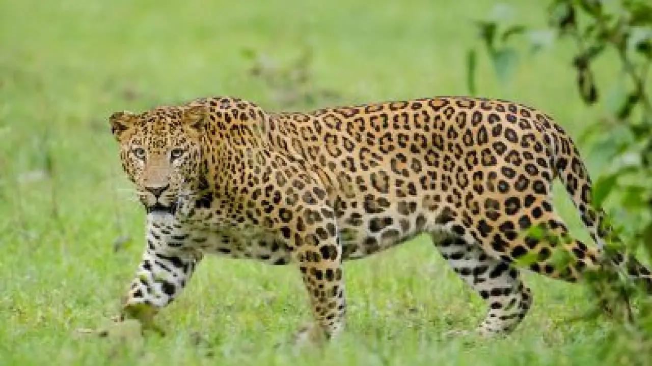 Indian Leopard Facts For Kids Kids Animals Facts