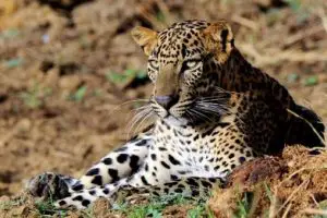 Indochinese_leopard