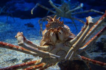 Japanese Spider Crab Facts