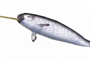 Narwhal whale