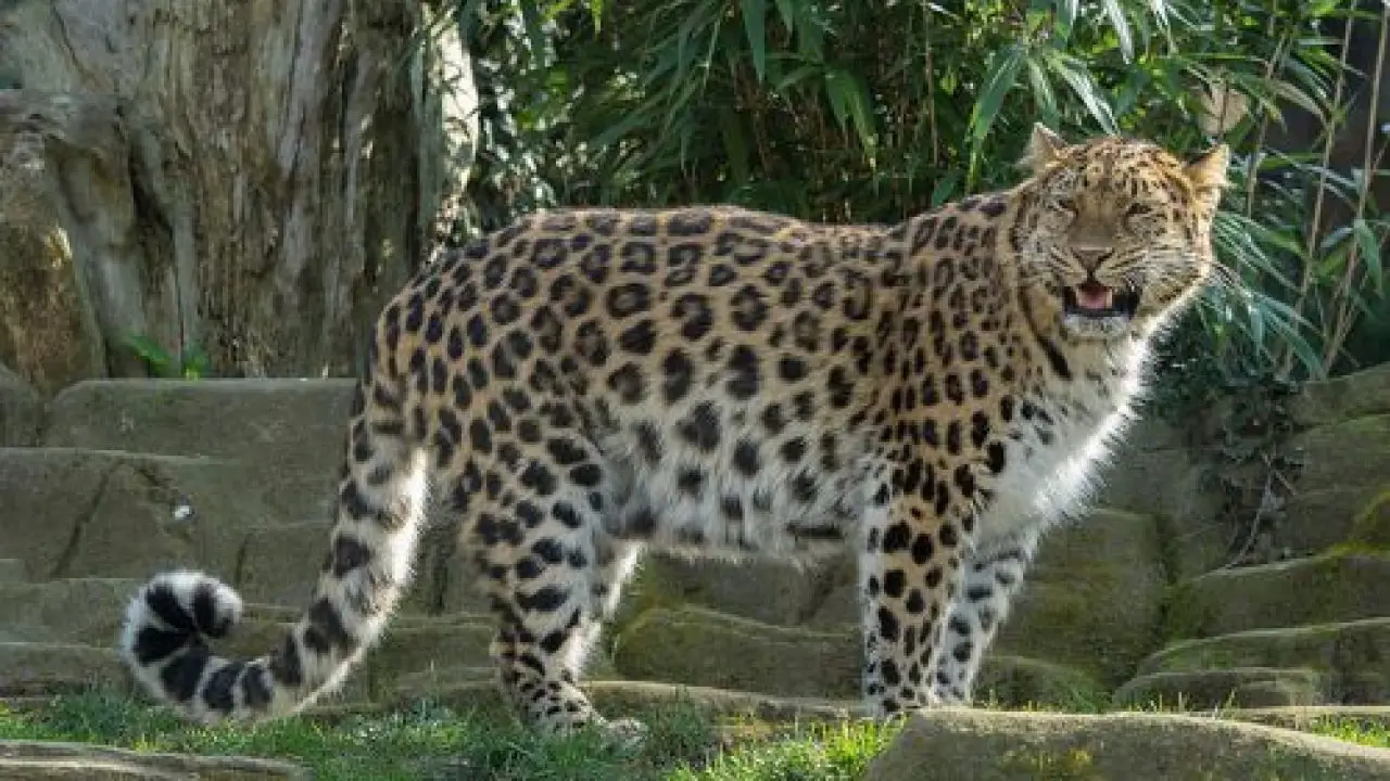 Amur Leopard Facts For Kids Amur Leopard Interesting Facts Kids Animals Facts