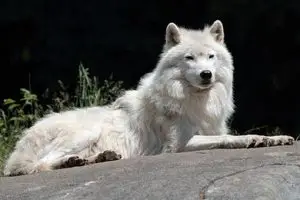 arctic wolf facts
