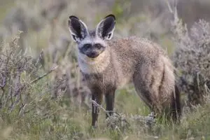 bat eared fox facts