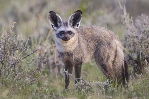 Bat Eared Fox Facts for Kids • Kids Animals Facts