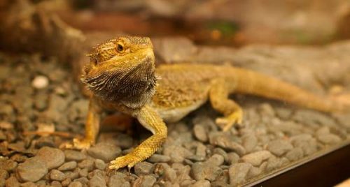 Bearded Dragon Facts For Kids • Kids Animals Facts