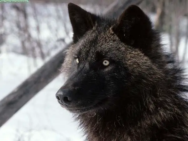 Black Wolf Facts for Kids - Black Wolf Facts and Information • Kids Animals  Facts