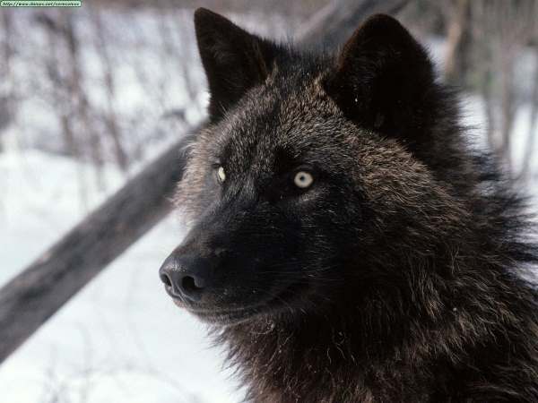 black-wolf.jpg