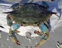 Blue Crab Facts