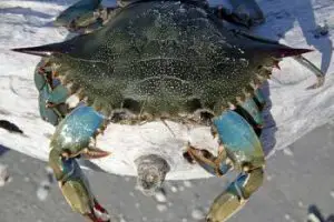 Crab Facts For Kids Kids Animals Facts Crab Facts For Kids Kids Animals Facts