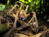 brazilian wandering spider facts
