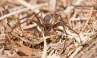 brown recluse spider facts