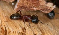 carpenter ant facts