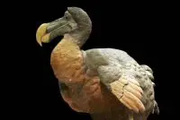 dodo bird facts