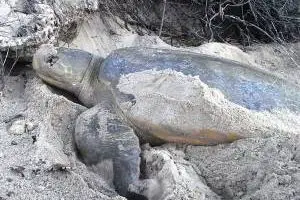 flatback sea turtle