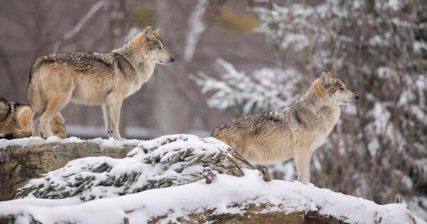 Gray Wolf Facts for Kids - Gray Wolf Facts & Information • Kids Animals