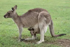 grey kangaroo facts