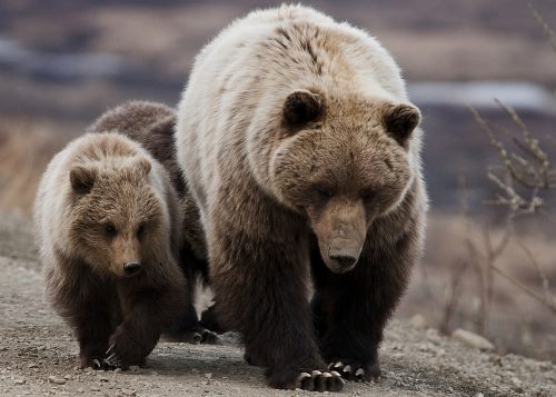 How Much Does a Grizzly Bear Weigh?