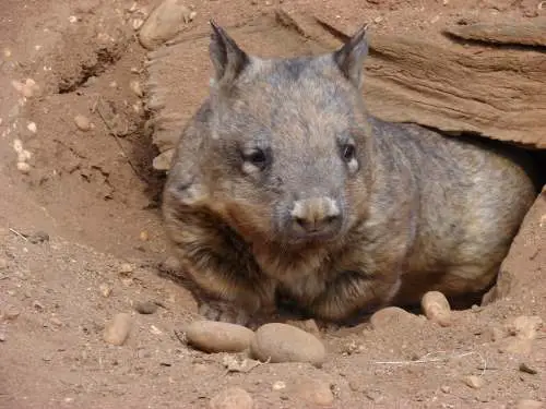Hairy Nosed Wombat Facts for Kids • Kids Animals Facts