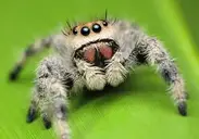 Japanese Spider Crab Facts Japanese Spider Crab Facts