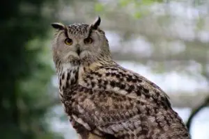 long-eared-owl