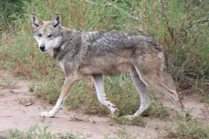 mexican wolf facts