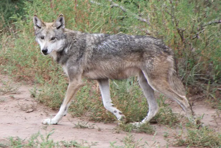 Mexican Wolf Facts for Kids • Kids Animals Facts