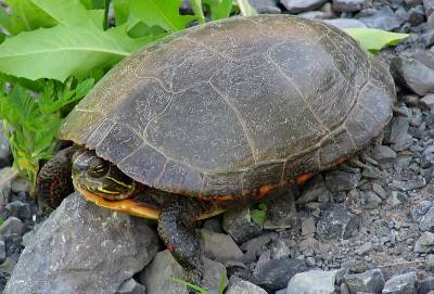 Painted Turtle Facts