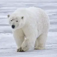polar bear facts