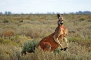 red kangaroo facts