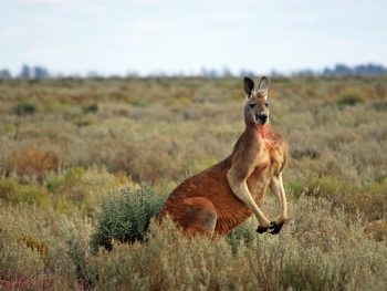 Red Kangaroo Facts for Kids • Animals Facts