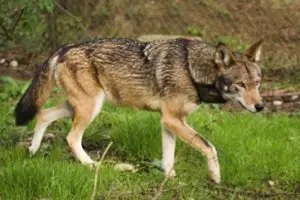 red wolf facts