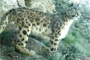 snow leopard facts