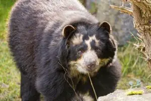 spectacled bear facts