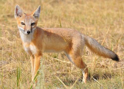 Image result for swift fox texas