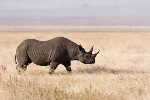 west african black rhinoceros ecolgical niche west african black rhinoceros ecolgical niche