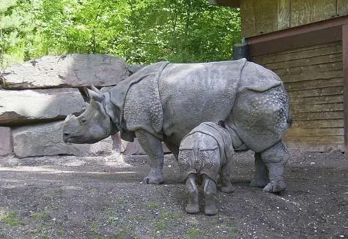 Javan Rhino Facts for Kids - Javan Rhinoceros Information • Kids ...