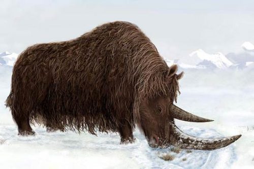 Woolly Rhino Facts for Kids - Interesting Woolly Rhino Facts • Kids ...