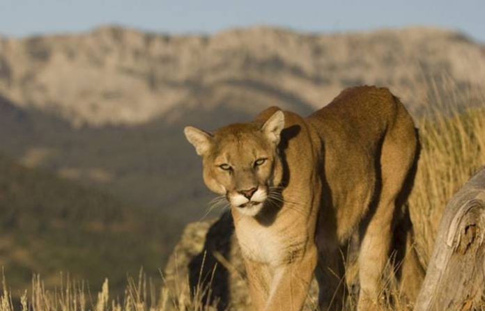 Mountain Lion Facts for Kids - Interesting Facts about Mountain Lion