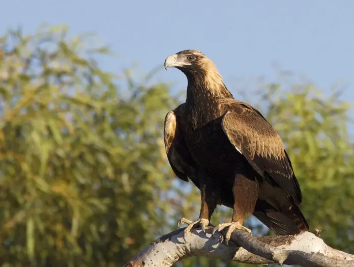 wedge-tailed-eagle-peter-rowland-photographer-writer