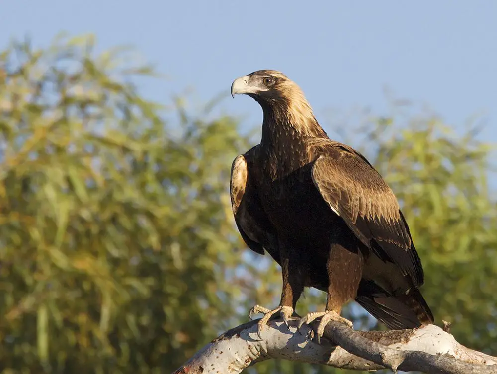 Wedge Tailed Eagle Facts for - Australian Tailed Eagle Facts • Kids Animals