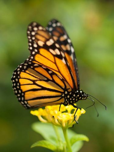 monarch-butterfly-facts-for-kids-interesting-information-about