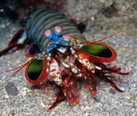 mantis shrimp facts for kids
