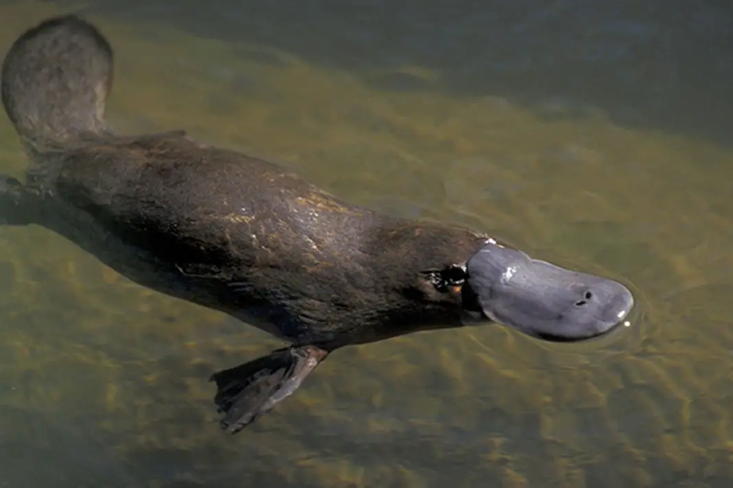 platypus pictures