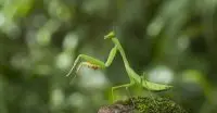 praying mantis facts for kids