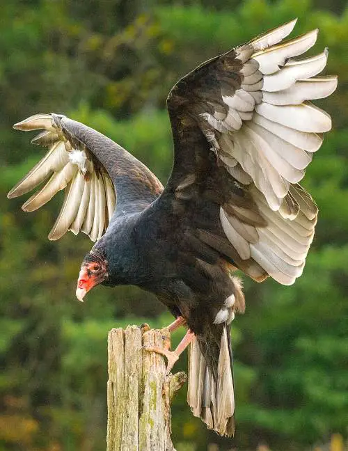 Turkey Vulture Fun Facts • Kids Animals Facts