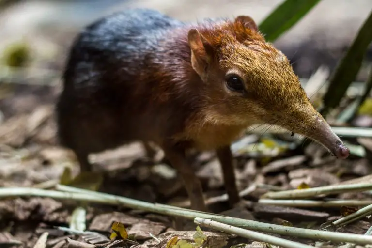 elephant shrew plush